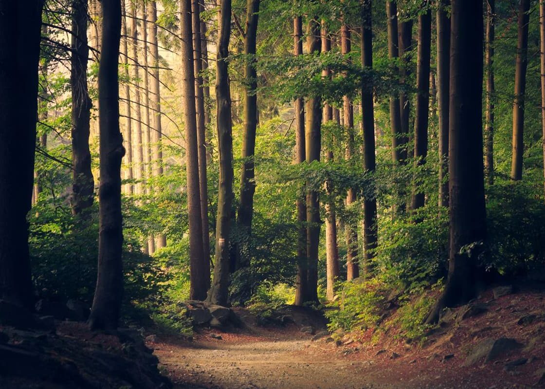 Bosc de les Guilleries