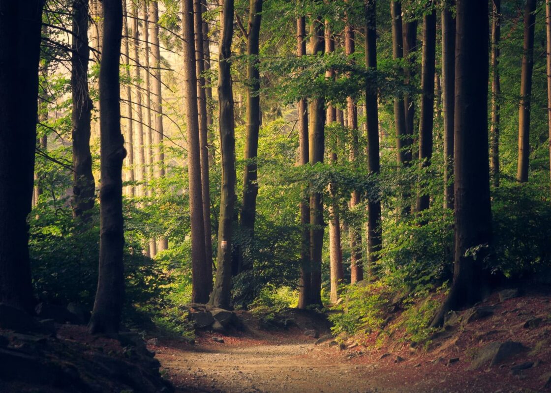 Bosc de les Guilleries